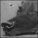The Dog & the Bee